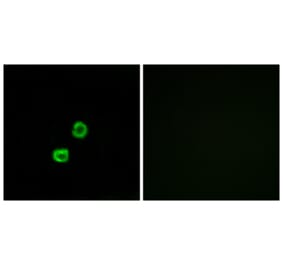 Immunofluorescence - Anti-GCNT7 Antibody (C14711) - Antibodies.com