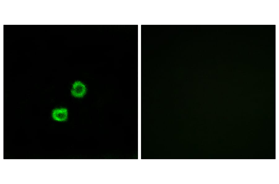 Immunofluorescence - Anti-GCNT7 Antibody (C14711) - Antibodies.com
