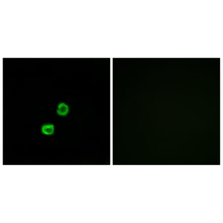 Immunofluorescence - Anti-GCNT7 Antibody (C14711) - Antibodies.com