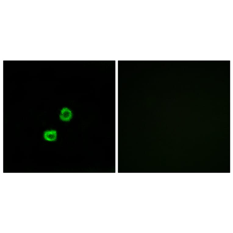 Immunofluorescence - Anti-GCNT7 Antibody (C14711) - Antibodies.com
