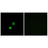 Immunofluorescence - Anti-GCNT7 Antibody (C14711) - Antibodies.com