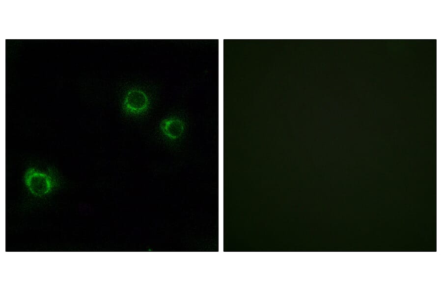 Immunofluorescence - Anti-CLDN6 Antibody (C15161) - Antibodies.com