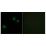 Immunofluorescence - Anti-CLDN6 Antibody (C15161) - Antibodies.com