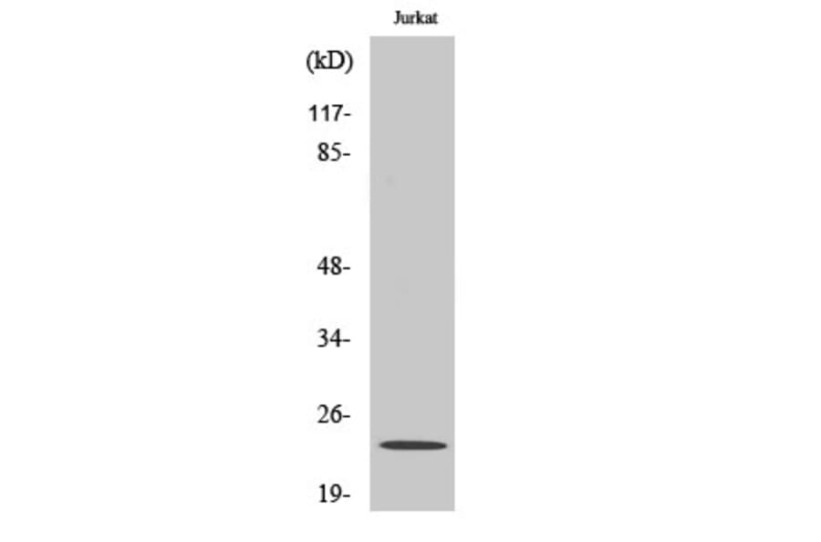 Western Blot - Anti-CLDN6 Antibody (C15161) - Antibodies.com