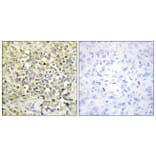 Immunohistochemistry - Anti-CDKL4 Antibody (C11182) - Antibodies.com