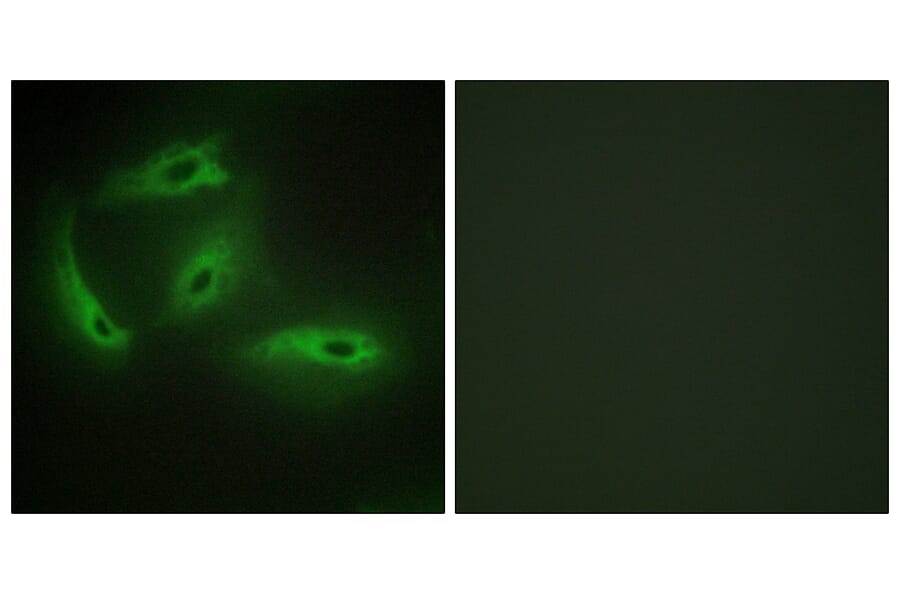 Immunofluorescence - Anti-CDKL4 Antibody (C11182) - Antibodies.com