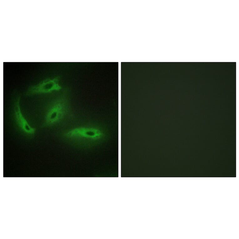 Immunofluorescence - Anti-CDKL4 Antibody (C11182) - Antibodies.com