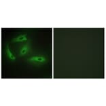 Immunofluorescence - Anti-CDKL4 Antibody (C11182) - Antibodies.com