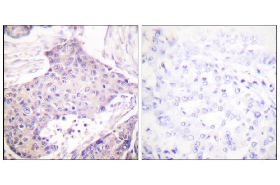 Immunohistochemistry - Anti-CARD6 Antibody (C0136) - Antibodies.com