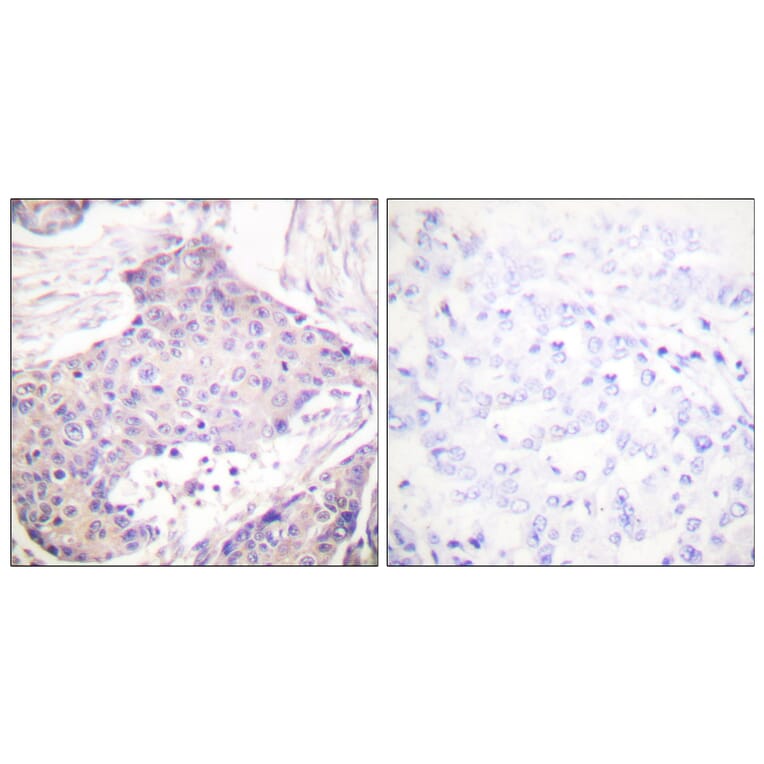 Immunohistochemistry - Anti-CARD6 Antibody (C0136) - Antibodies.com