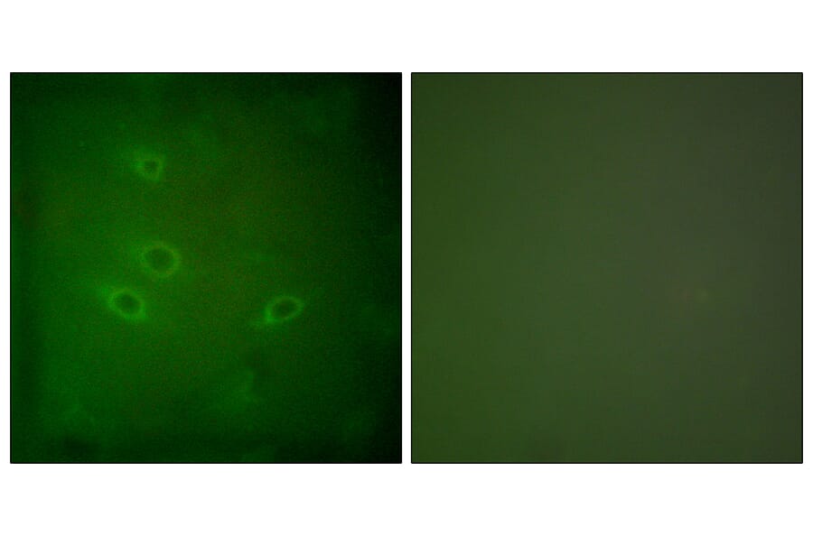 Immunofluorescence - Anti-CARD6 Antibody (C0136) - Antibodies.com