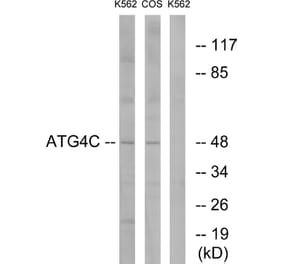 Western Blot - Anti-ATG4C Antibody (C15286) - Antibodies.com