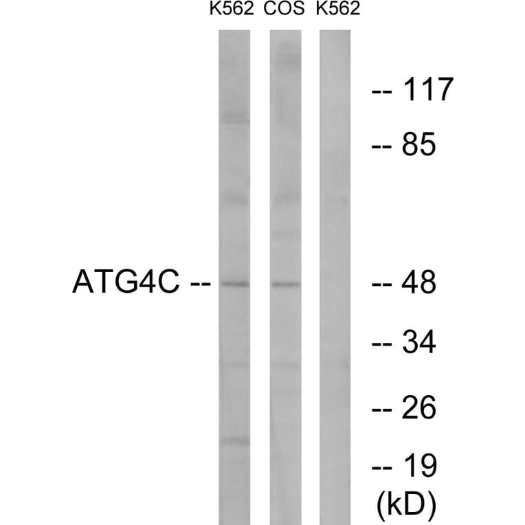 Western Blot - Anti-ATG4C Antibody (C15286) - Antibodies.com