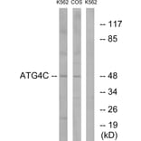Western Blot - Anti-ATG4C Antibody (C15286) - Antibodies.com
