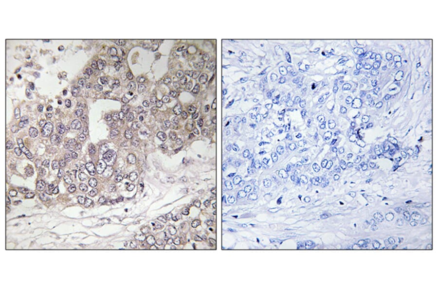 Immunohistochemistry - Anti-ATG4C Antibody (C15286) - Antibodies.com