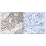 Immunohistochemistry - Anti-ATG4C Antibody (C15286) - Antibodies.com