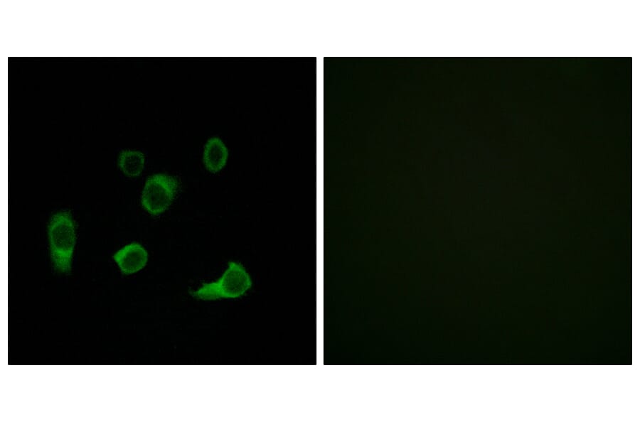 Immunofluorescence - Anti-ATG4C Antibody (C15286) - Antibodies.com