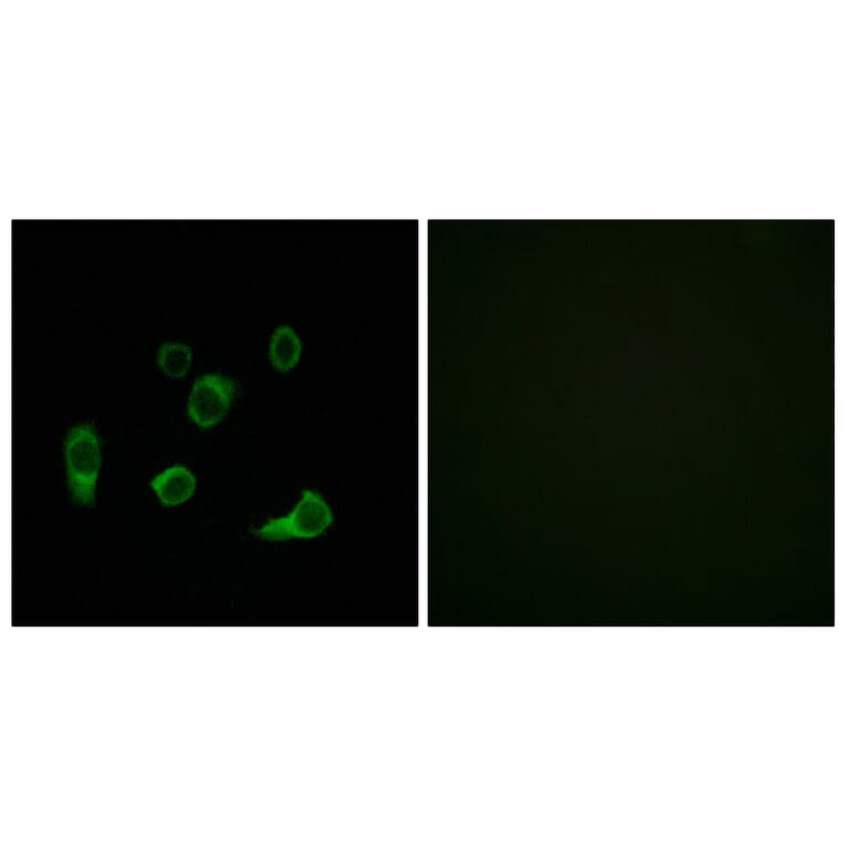 Immunofluorescence - Anti-ATG4C Antibody (C15286) - Antibodies.com