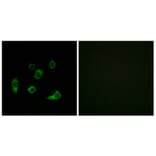 Immunofluorescence - Anti-ATG4C Antibody (C15286) - Antibodies.com