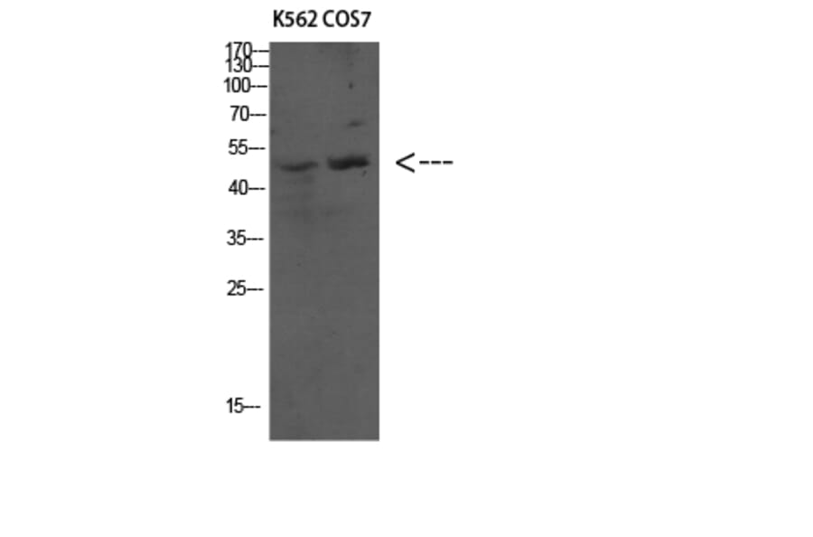 Western Blot - Anti-ATG4C Antibody (C15286) - Antibodies.com