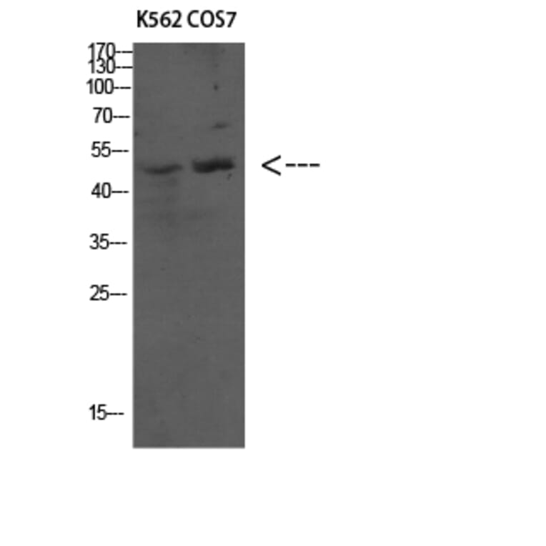 Western Blot - Anti-ATG4C Antibody (C15286) - Antibodies.com