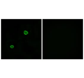 Immunofluorescence - Anti-APOL4 Antibody (C14542) - Antibodies.com