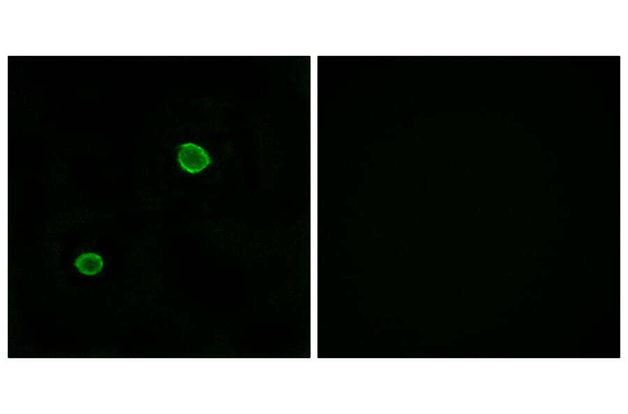 Immunofluorescence - Anti-APOL4 Antibody (C14542) - Antibodies.com