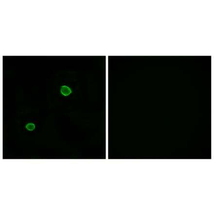 Immunofluorescence - Anti-APOL4 Antibody (C14542) - Antibodies.com