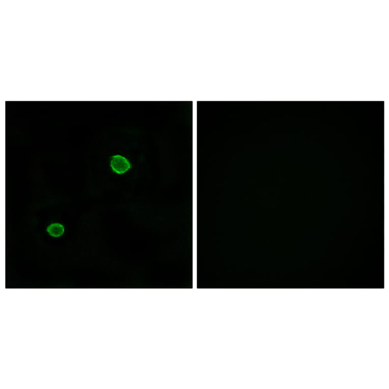 Immunofluorescence - Anti-APOL4 Antibody (C14542) - Antibodies.com