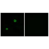 Immunofluorescence - Anti-APOL4 Antibody (C14542) - Antibodies.com