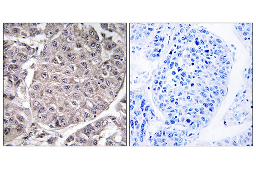 Immunohistochemistry - Anti-APOL4 Antibody (C14542) - Antibodies.com