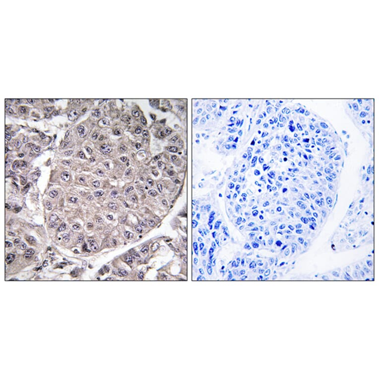Immunohistochemistry - Anti-APOL4 Antibody (C14542) - Antibodies.com
