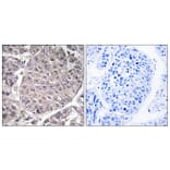Immunohistochemistry - Anti-APOL4 Antibody (C14542) - Antibodies.com