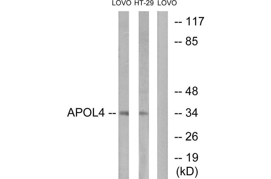 Western Blot - Anti-APOL4 Antibody (C14542) - Antibodies.com