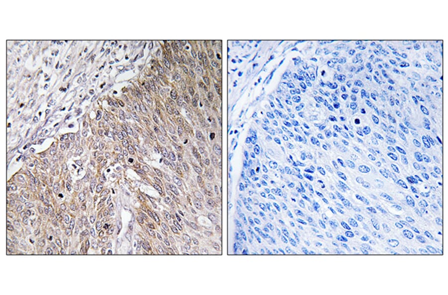 Immunohistochemistry - Anti-APOL2 Antibody (C14540) - Antibodies.com