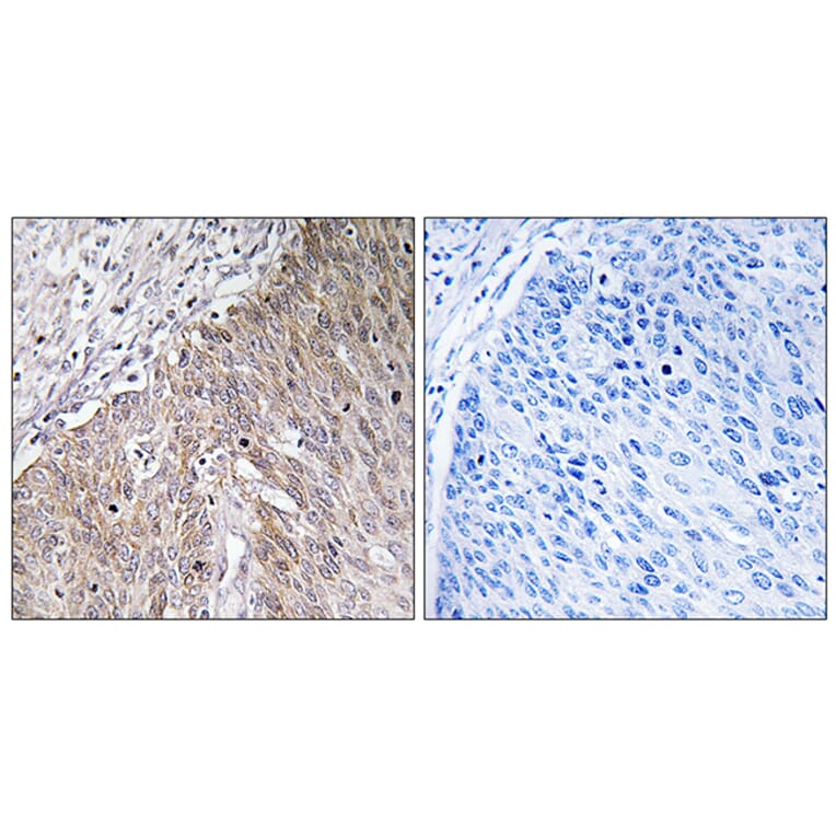 Immunohistochemistry - Anti-APOL2 Antibody (C14540) - Antibodies.com