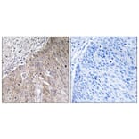 Immunohistochemistry - Anti-APOL2 Antibody (C14540) - Antibodies.com