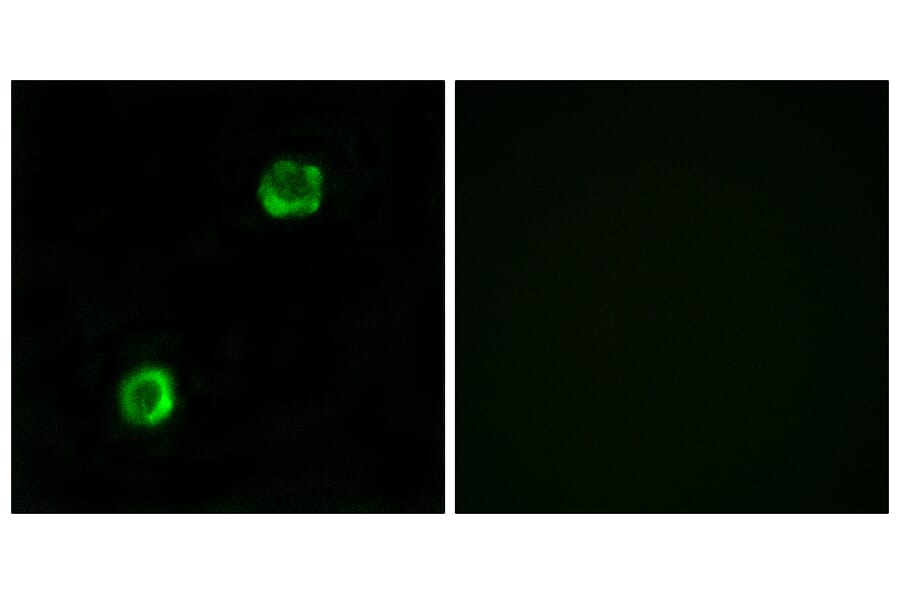 Immunofluorescence - Anti-APOL2 Antibody (C14540) - Antibodies.com