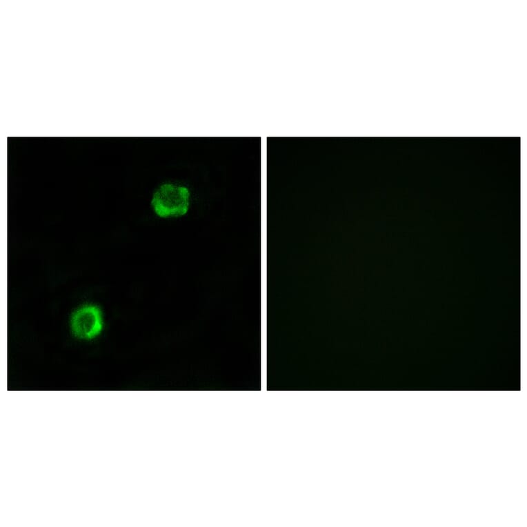 Immunofluorescence - Anti-APOL2 Antibody (C14540) - Antibodies.com