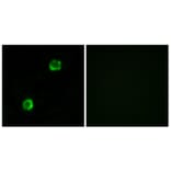 Immunofluorescence - Anti-APOL2 Antibody (C14540) - Antibodies.com