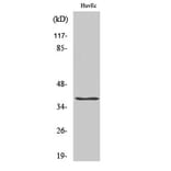 Western Blot - Anti-APOL2 Antibody (C14540) - Antibodies.com