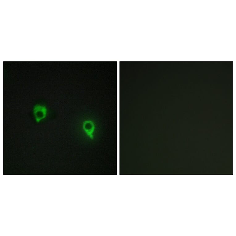 Immunofluorescence - Anti-AKAP1 Antibody (C11427) - Antibodies.com