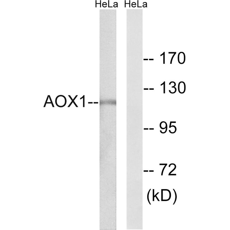 Western Blot - Anti-AOX1 Antibody (C14391) - Antibodies.com