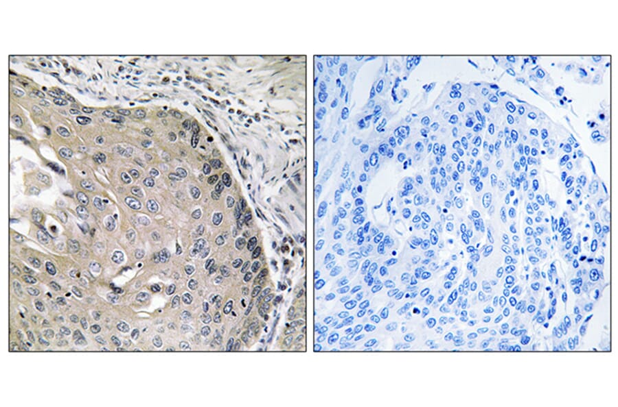 Immunohistochemistry - Anti-AOX1 Antibody (C14391) - Antibodies.com
