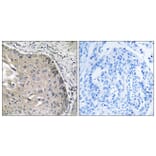 Immunohistochemistry - Anti-AOX1 Antibody (C14391) - Antibodies.com