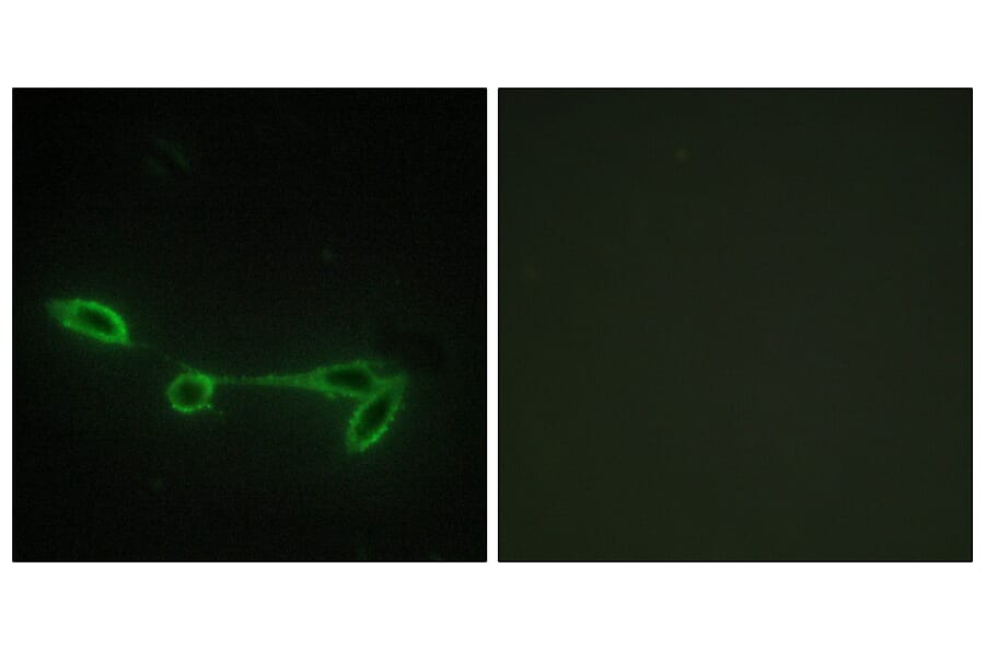 Immunofluorescence - Anti-FUK Antibody (C11334) - Antibodies.com