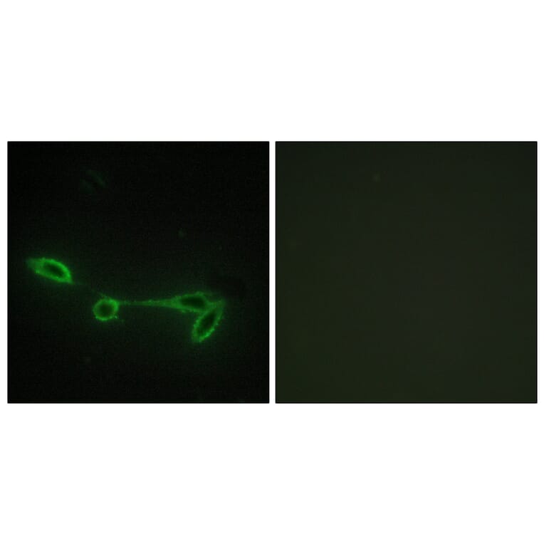 Immunofluorescence - Anti-FUK Antibody (C11334) - Antibodies.com