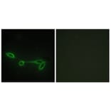 Immunofluorescence - Anti-FUK Antibody (C11334) - Antibodies.com