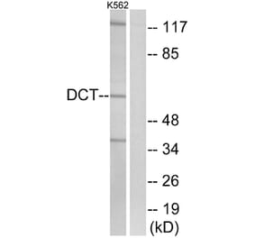 Western Blot - Anti-DCT Antibody (C16449) - Antibodies.com