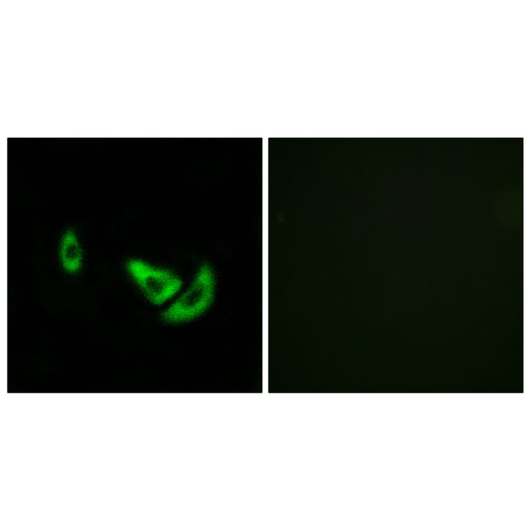 Immunofluorescence - Anti-DCT Antibody (C16449) - Antibodies.com
